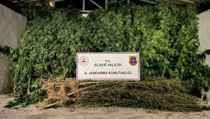 Elazığ'da 68 kök kenevir ve 25 kilogram kubar esrar ele geçirildi