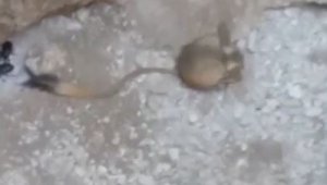 Elazığ'da Arap tavşanı görüntülendi