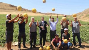 Elazığ'da kavun rekoltesi yüzleri güldürdü