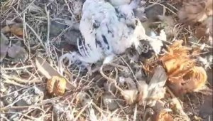 Elazığ'da köpekler kümese girdi, 35 tavuğu telef etti