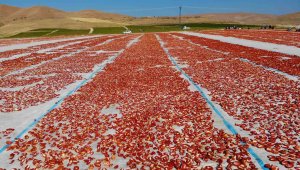 Elazığ'da üretilip kurutulan domatesler, dünya sofralarını süslüyor