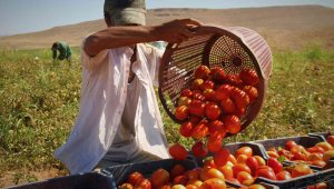 Fiyat farkını görenler neye uğradıklarını şaşırıyor: Domates tarlada 2 buçuk, markette 13 liraya satılıyor