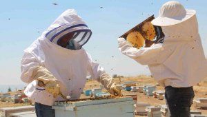 Güneş altında mesai zorlu ama hasat 'tatlı'