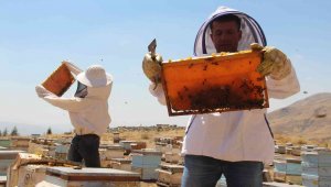 İklim değişikliği florayı etkiledi, arıcılar bu yıl da umduğunu bulamadı