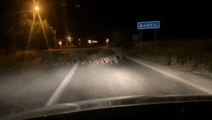 Domuz sürüsü araçlara aldırış etmeden karşıya geçti