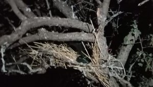 Elazığ'da kaçak avcı denetiminde bıldırcın sesi çıkaran cihaz ele geçirildi