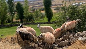 Sürüden ayrılan koyunlar vatandaş ve jandarma iş birliği ile bulundu