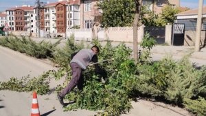 Elazığ Belediyesinden ağaç budama çalışması