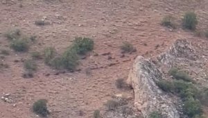 Elazığ'da domuz sürüsü görüntülendi