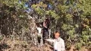 Elazığ'da kafası ağaca sıkışan inek kurtarıldı