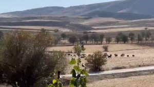 Domuz sürüsü şehir merkezine indi