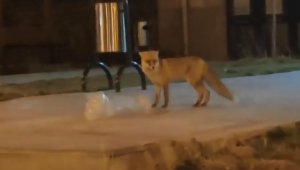 Elazığ'da aç kalan tilki şehir merkezine indi