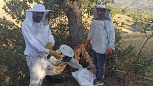 Elazığ'da arıların doğada ürettiği ballar bal avcıları tarafından toplanıyor