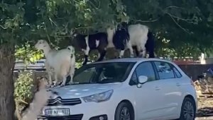 Elazığ'da keçiler otomobilin üzerine çıkarak yaprak yedi