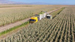 Elazığ'da silajlık mısır hasadı başladı