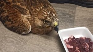 Elazığ'da yaralı kızıl şahin koruma altına alındı