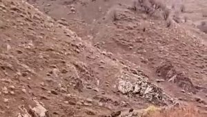 Aç kalan domuzlar, sürü halinde yiyecek ararken görüntülendi