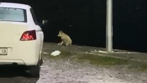 Elazığ'da aç kalan tilki mahallede yiyecek aradı