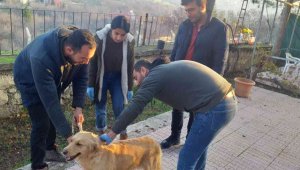 Elazığ'da evcil hayvanların çip ve pasaportlama çalışmaları sürüyor