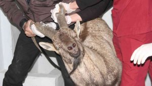 Yaralı dağ keçisi tedavi altına alındı