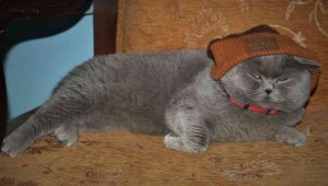 9 kiloluk 'Çiko' zayıflamak için diyete başladı