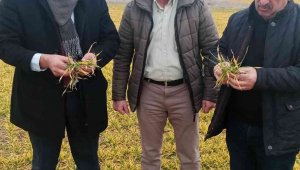 Elazığ'da hububat ve meyve ağaçlarında fenolojik gözlem çalışması yapıldı