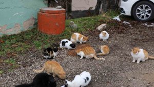 Elazığ'da sokak hayvanları unutulmadı