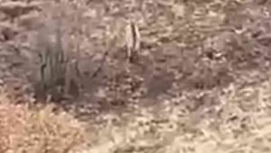 Nesli tükenme tehlikesi altındaki çizgili sırtlan Elazığ'da görüntülendi