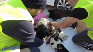 8'inci Komando Tugayı Hatay'daki Hayvan Bakım ve Rehabilitasyon Merkezine mamaları ulaştırdı