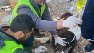 Adıyaman'da enkaz altında kalan 2 buzağı, 13'üncü günde sağ olarak çıkarıldı