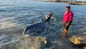Antalya'da otele yerleşen depremzede aile, kıyıya vuran 4 metrelik dev yunusu kurtardı