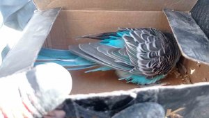 Arama kurtarma ekipleri tarafından bitkin vaziyette bulundu, "Şans" ismi verildi