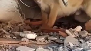 Arama kurtarma köpekleri de Mehmetçikler ile birlikte deprem bölgelerinde aralıksız görev yapıyor