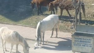 Başıboş atlar çevre rahatsızlığına neden oluyor