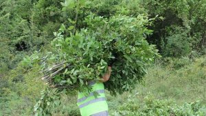 Defne ormanları köylülerin gelir kapısı oldu