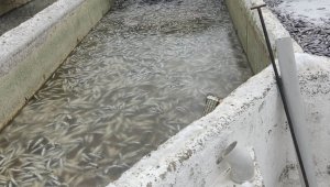 Deprem sonrası binlerce balık telef oldu