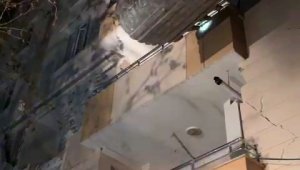 Depremden hasar gören apartmandan kedi kurtarıldı