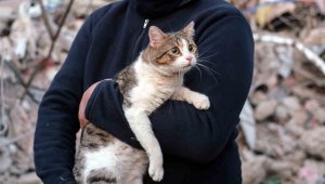 Depreminin 110'uncu saatinde bir kedi enkazdan canlı çıkartıldı