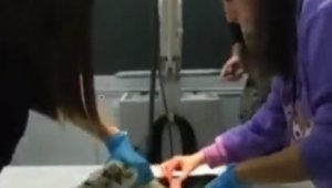 Didim'de depremden kurtulan hayvanlar için dayanışma örneği sergilendi