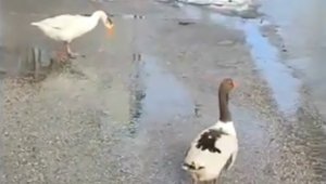 Elazığ'da sürüden ayrılan 2 kaz yolunu şaşırıp trafiğe çıktı