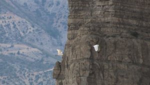 Erzurum'da büyük ak balıkçıl dron ile görüntülendi