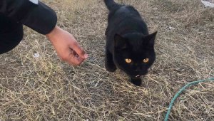 Gönüllüler, 164 saat sonra enkazdan bir kedi kurtardı