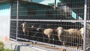 Hayırseverlerin bağışladığı hayvanlar kesilerek Kızılay'a teslim edildi