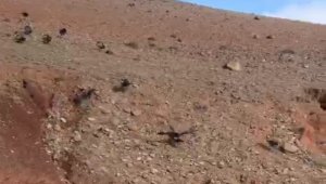 Iğdır'da akbabalar sürü halinde görüntülendi