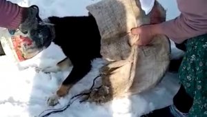 Kafası bidona sıkışan köpeği kadınlar kurtardı