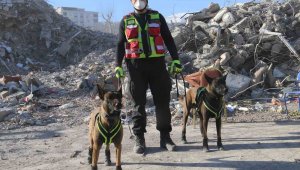 Kahraman köpekler: Asko ve Pia, 5 günde 10 kişiye ulaştı