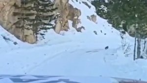 Kahramanmaraş'ta köpek yardım konvoyuna köye kadar rehberlik etti