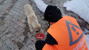 Keçiören Belediyesi veteriner hekimleri yaraları sarıyor