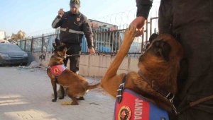 Köpekler yaralı halde enkazdan enkaza koştu