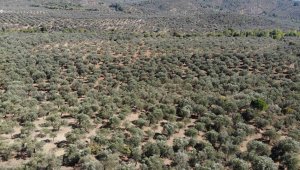 Kuraklık zeytin rekoltesini olumsuz etkileyebilir
